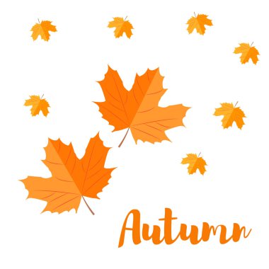 Sonbahar akçaağaç yaprağı