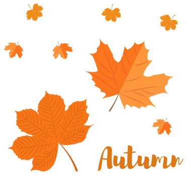 Sonbahar akçaağaç yaprağı