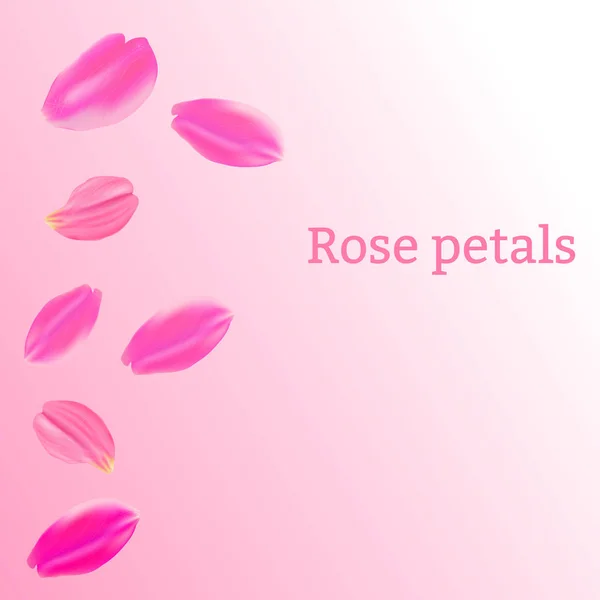 Vector Illustration Set Pink Rose Petals Pink Background — Stock Vector