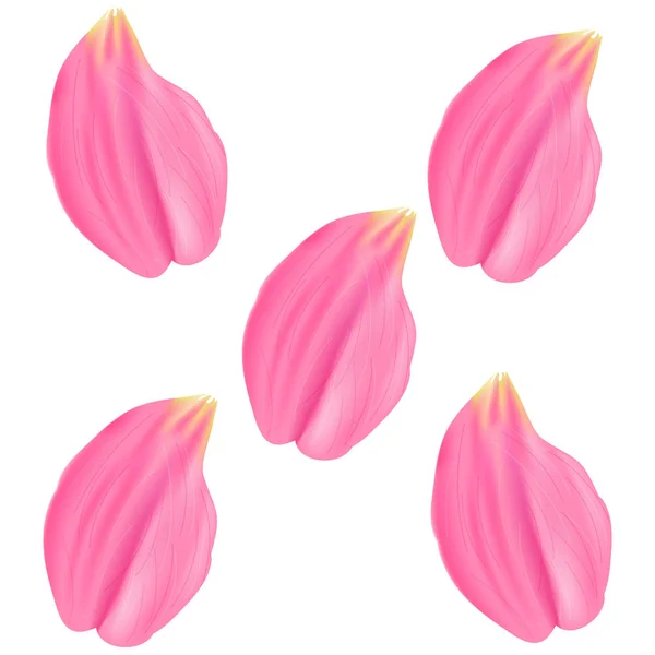 Vector Illustration Set Pink Rose Petals White Background — Stock Vector