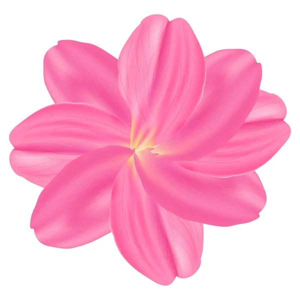 Vector Illustration Set Pink Rose Petals White Background — Stock Vector