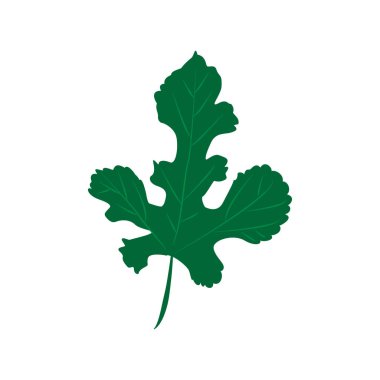 Yeşil beyaz arka planda izole gümüş akçaağaç yaprakları. Düz stil