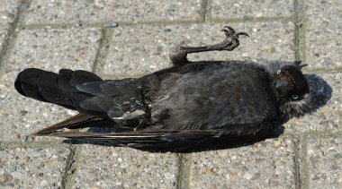 Kaldırımda yatan ölü karga