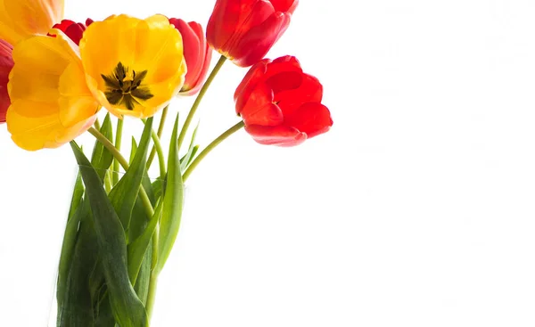 Rode Gele Tulpen Bloemen Geïsoleerd Witte Achtergrond — Stockfoto