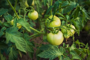 Bahçe arka bahçesindeki dalda olgun ve taze domates.