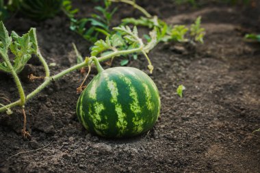 Bahçede yerde yeşil karpuz meyvesi. Organik tarım konsepti