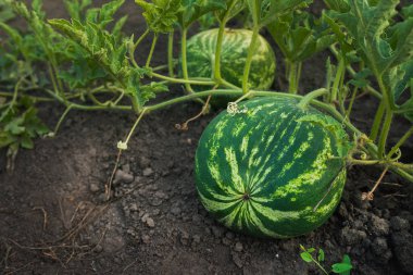 Bahçede yerde yeşil karpuz meyvesi. Organik tarım konsepti
