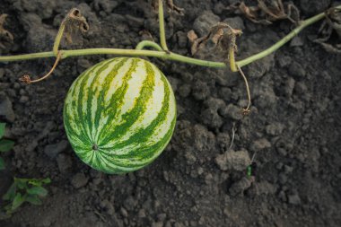 Bahçede yerde yeşil karpuz meyvesi. Organik tarım konsepti