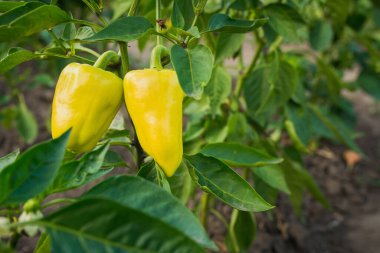 Bahçede taze ve sulu büyük kırmızı biber, organik gıda arka planı.