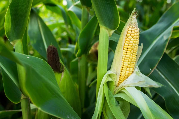 Крупним Планом Харчова Кукурудза Зеленому Полі Сонячний Зовнішній Фон — стокове фото