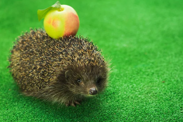 Djur Igelkott Med Grönt Äpple Promenader Gräset Roligt Koncept Idé — Stockfoto