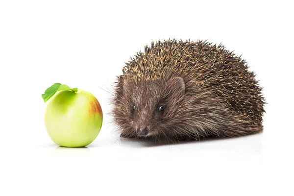 Liten Djur Igelkott Med Grönt Äpple Isolerad Vit Bakgrund — Stockfoto