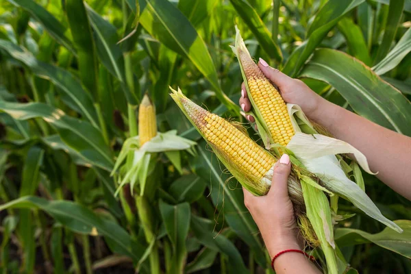 Szekrény Élelmiszer Kukorica Zöld Területen Napos Szabadban Háttér — Stock Fotó