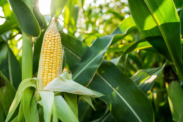 Close up of food corn on green field, sunny outdoor background