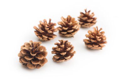 Kahverengi çam kozalakları beyaz arkaplanda izole