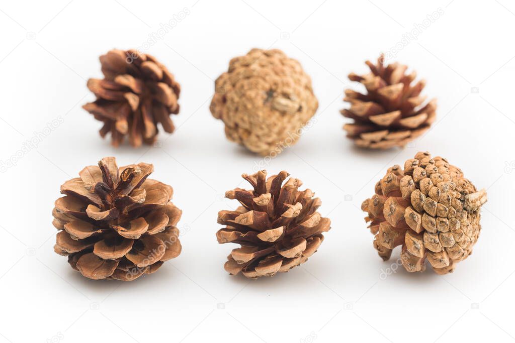 brown pine cones isolated on a white background