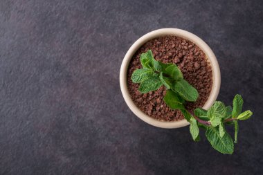 Masada saksı şeklinde nane şekliyle alışılmadık bir tatlı tiramisuu. tatlı yemek. en üstteki görünüm