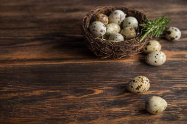 Yuvadaki bıldırcın yumurtalarının ahşap bir arka planda yakın çekimi. metin için boşluk kopyala