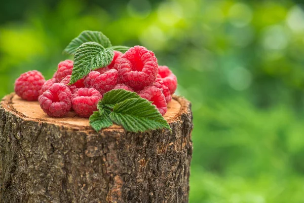 Frische Und Natürliche Himbeere Mit Blatt Auf Einem Holzstumpf Grünen — Stockfoto