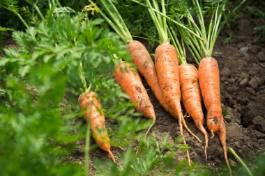 Güneşli havada tarlada taze havuç hasadı. Gmo ücretsiz, organik sebzeler. Sağlıklı beslenme arka planı.