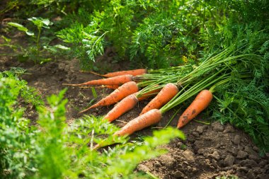 Güneşli havada tarlada taze havuç hasadı. Gmo ücretsiz, organik sebzeler. Sağlıklı beslenme arka planı.
