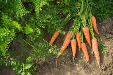 Güneşli havada tarlada taze havuç hasadı. Gmo ücretsiz, organik sebzeler. Sağlıklı beslenme arka planı.