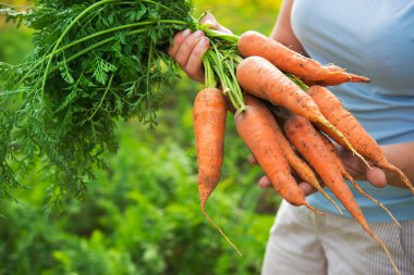 Kadın çiftçinin elinde tarladan yeni toplanmış taze havuçlar var. Organik gıda geçmişi. Tarlada hasat..