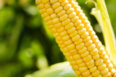 Bir tarlada taze mısırın yakın çekimi. organik hasat geçmişi.