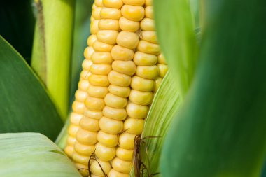 Bir tarlada taze mısırın yakın çekimi. organik hasat geçmişi.