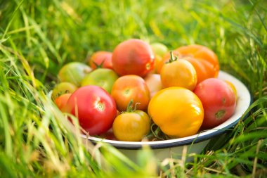 Tarladaki bir kasede çok renkli domatesler. Hasatın sonu, gün batımı. Biyolojik ve organik yiyecekler.