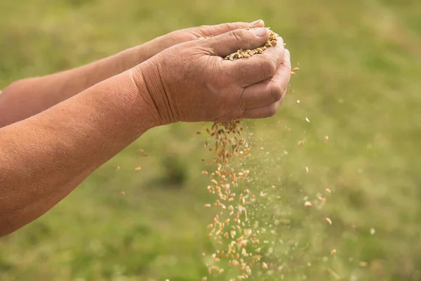 畑の村で小麦の収穫 農家は収穫した穀物を手動できれいにする 農村農業の背景 — ストック写真