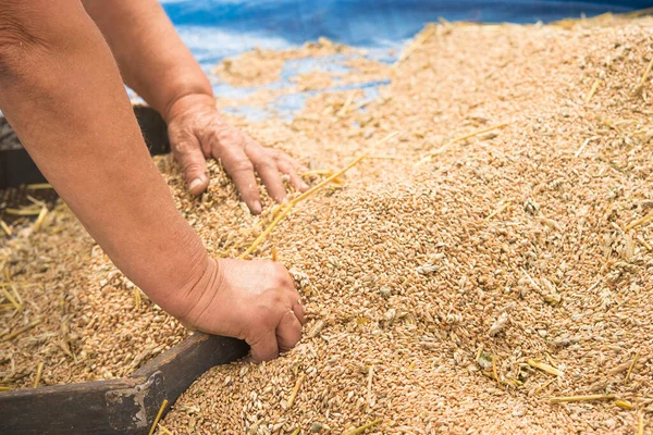 Cosecha Trigo Aldea Campo Los Agricultores Limpian Manualmente Grano Cosechado — Foto de Stock