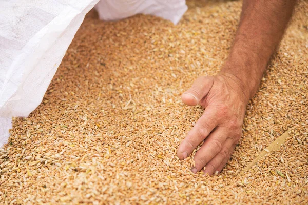 畑の村で小麦の収穫 農家は収穫した穀物を手動できれいにする 農村農業の背景 — ストック写真