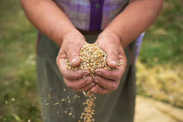 Cosecha Trigo Aldea Campo Los Agricultores Limpian Manualmente Grano Cosechado — Foto de Stock