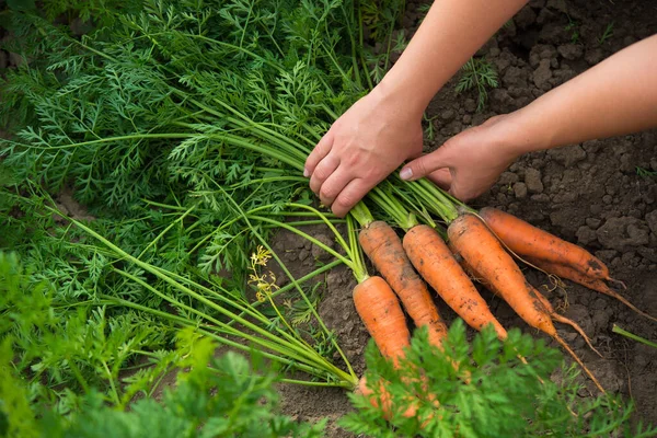 Vrouwelijke Boer Heeft Verse Wortelen Net Geplukt Uit Het Veld — Stockfoto