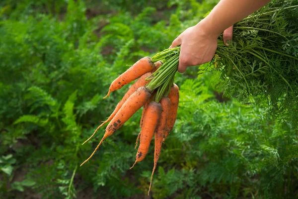 Woman Farmer Holds Fresh Carrots Just Picked Field Organic Food — Stock Photo, Image