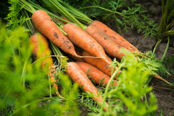 Fresh Harvest Carrots Field Sunny Weather Gmo Free Organic Vegetables — Stock Photo, Image