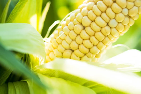 Penutup Jagung Segar Ladang Latar Belakang Panen Organik — Stok Foto