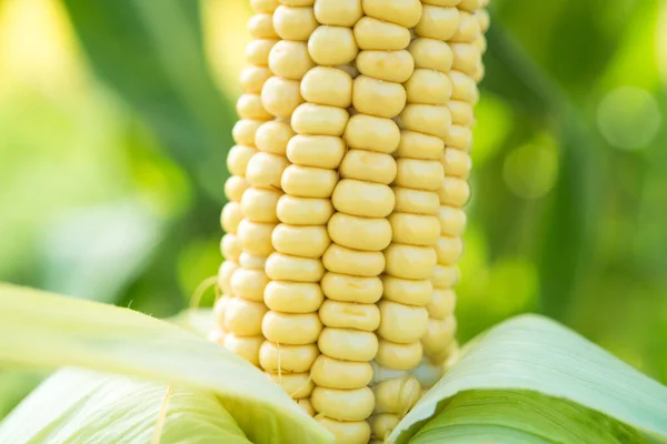 Zbliżenie Świeżej Kukurydzy Polu Tło Zbiorów Ekologicznych — Zdjęcie stockowe
