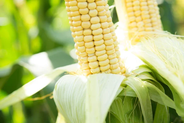 Friss Kukorica Mezőn Ökológiai Betakarítási Háttér — Stock Fotó