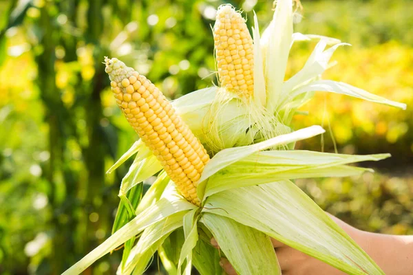 Une Agricultrice Tient Maïs Frais Dans Ses Mains Fond Récolte — Photo