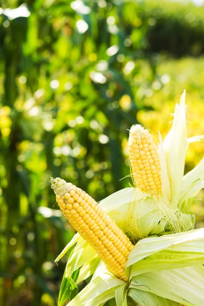Friss Kukorica Mezőn Ökológiai Betakarítási Háttér — Stock Fotó