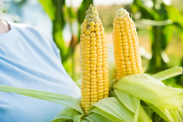 Női Gazda Friss Kukoricát Tart Kezében Ökológiai Betakarítási Háttér — Stock Fotó