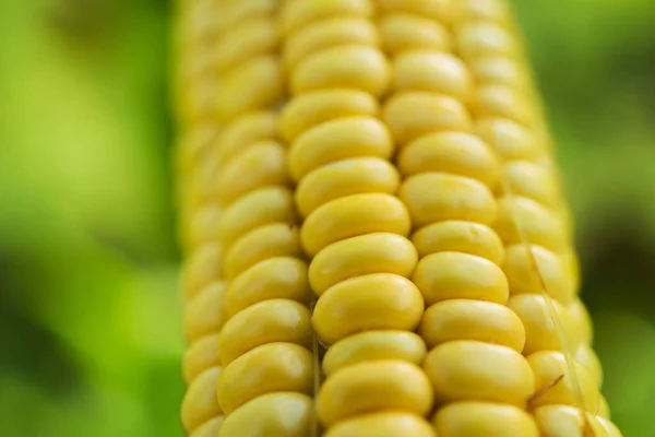 Penutup Jagung Segar Ladang Latar Belakang Panen Organik — Stok Foto