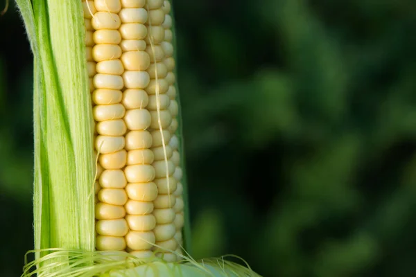 Gros Plan Maïs Frais Dans Champ Fond Récolte Biologique — Photo