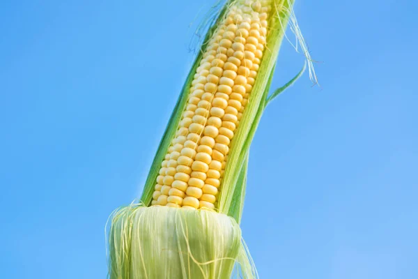 Zbliżenie Jednej Świeżej Kukurydzy Polu Tle Błękitnego Nieba — Zdjęcie stockowe