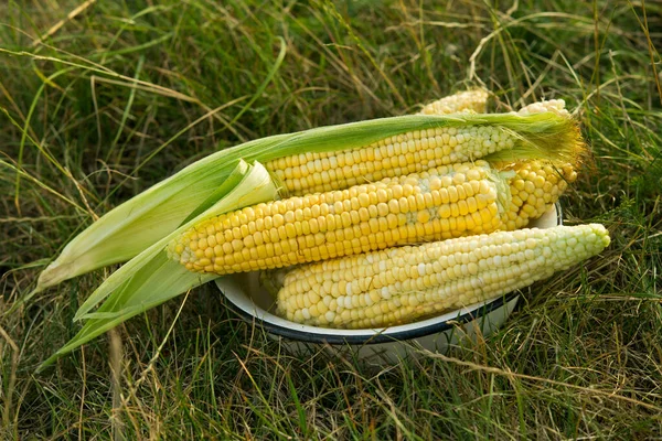把新鲜的玉米塞到田里 有机收获背景 — 图库照片