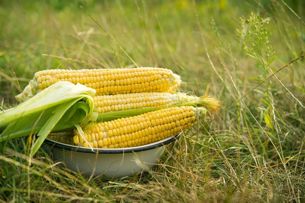 Macro Photo Fresh Yellow Corn Old Plate Harvesting Field — Stock Photo, Image