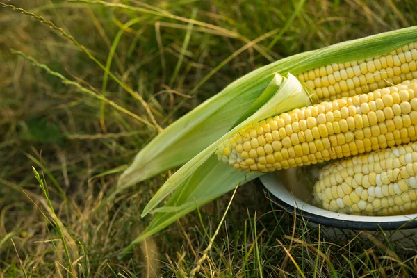 Friss Kukorica Mezőn Ökológiai Betakarítási Háttér — Stock Fotó