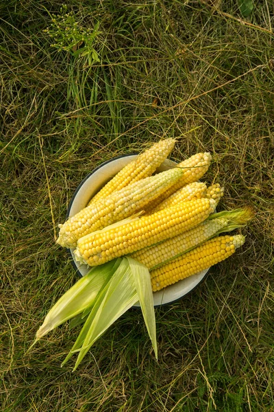 Макрофотография Свежей Желтой Кукурузы Старой Тарелке Сбор Урожая Поле Вид — стоковое фото